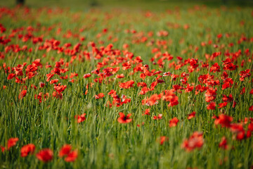 a field of red poppies on a sunny morning day