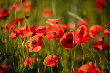 a field of red poppies on a sunny morning day