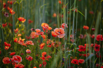 a field of red poppies on a sunny morning day