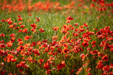 a field of red poppies on a sunny morning day