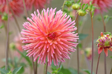 Dahlia 'Josudi Telstar' in flower.