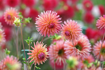 Obraz premium Dahlia 'Josudi Telstar' in flower.