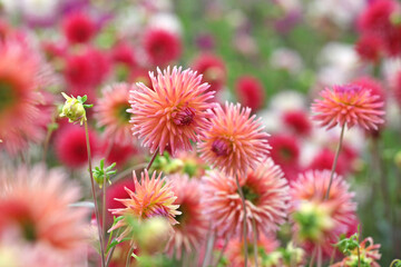 Dahlia 'Josudi Telstar' in flower.