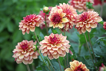 Dahlia ÔCreme de Cognac' in flower.