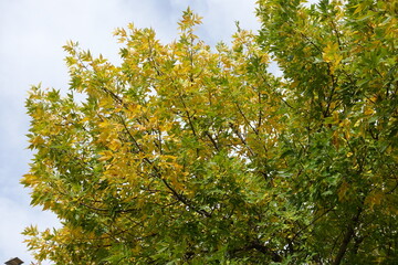 Grey sky and green yellow autumnal foliage of Fraxinus pennsylvanica  in October