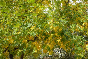 Lush green and yellow autumnal foliage of Fraxinus pennsylvanica  in October