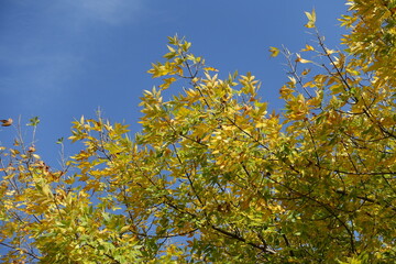 Multicolored autumnal foliage of Fraxinus pennsylvanica  against blue sky in mid October