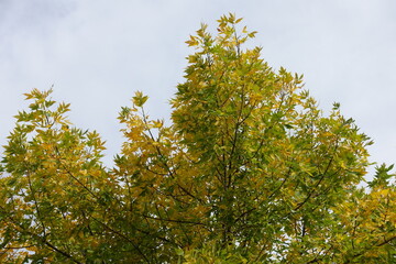 Overcast sky and green yellow autumnal foliage of Fraxinus pennsylvanica  in October