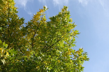Yellowish green autumnal foliage of Fraxinus pennsylvanica  against the sky in October