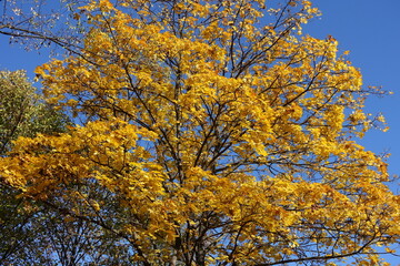 Canopy of maple tree with autumnal foliage against blue sky in November