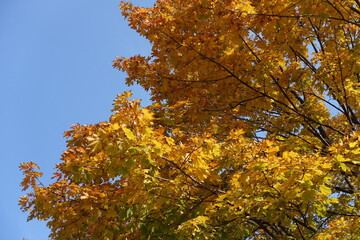 Colorful autumnal foliage of maple against blue sky in October