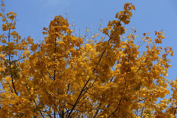 Orange autumnal foliage of maple against blue sky in October