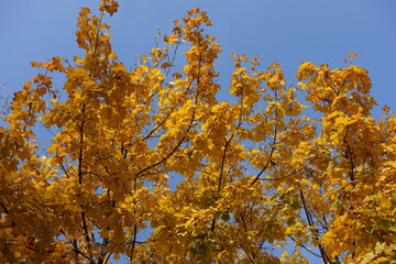 Thin branches of maple with autumnal foliage against blue sky in October