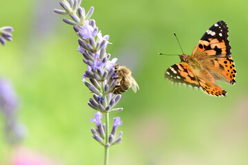 Schmetterling 1025