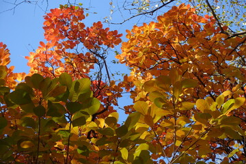 Yellow, green and red autumnal foliage of Cotinus coggygria against blue sky in November