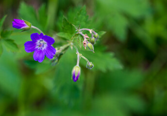 Detail of flower of Geranium sylvaticum