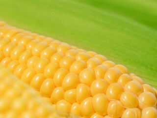 Texture of corn cob closeup