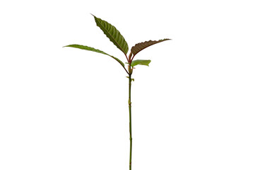 Mitragyna speciosa kratom plant on white background