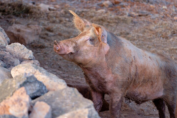 cerdo comun de crianza en ibiza, Sus scrofa domestica, Sant Carles de Peralta, Ibiza, balearic islands, Spain