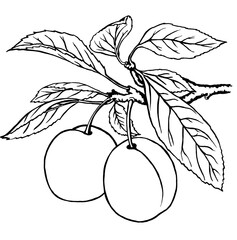 Two plums on a branch. Coloring book.  For fresh organic food or agricultural label design.