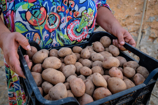 campesina con cesto de patatas ibicencas, Broll de Buscastell, San Antonio de portmany,Ibiza, balearic islands, Spain