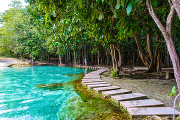 Emeral lake Blue pool Krabi Thailand mangrove forest Krabi Thailand.