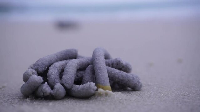 Sea worm's nest on the beach, polychaetes
