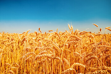 Nature Ukraina flag meadow wheat under sky