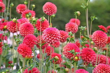 Dahlia ÔZundert Mystery Fox' in flower.