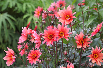 Dahlia 'Waltzing Mathilda' in flower.