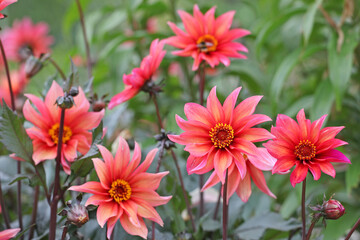 Dahlia 'Waltzing Mathilda' in flower.
