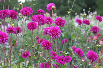 Dahlia 'Josudi Pluto' in flower.