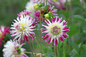 Fototapeta premium Dahlia 'Josudi Neptune' in flower