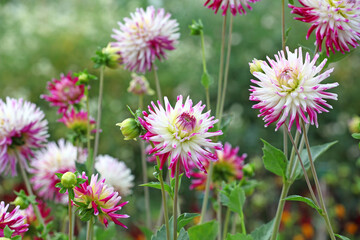 Dahlia 'Josudi Neptune' in flower