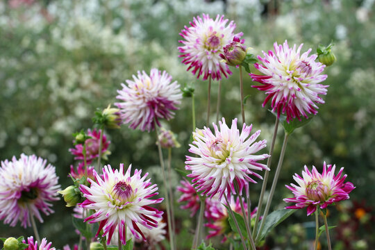 Dahlia 'Josudi Neptune' in flower