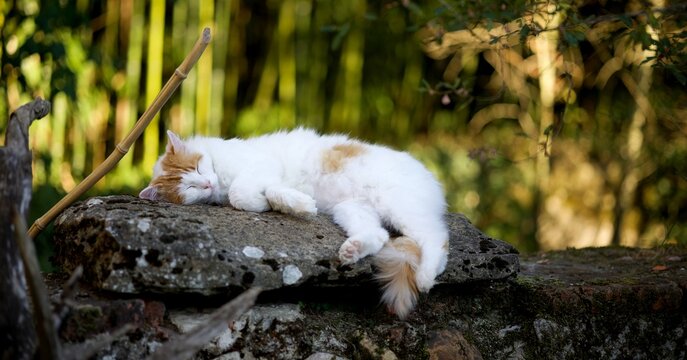 Chat qui dort sur un pierre en mode détente repos zen