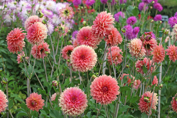Dahlia 'Orange Fubuki' in flower.