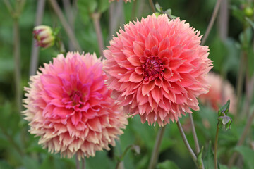 Dahlia 'Orange Fubuki' in flower.