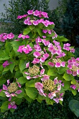 pink and white flowers