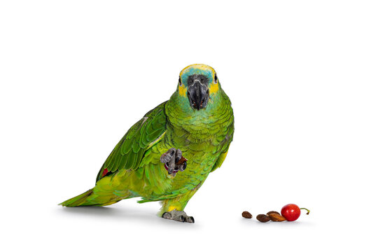 Blue or turquoise fronted Amazone parrot aka Amazona aestiva, sitting facing front. Nut in one paw and other food on the ground. Showing both eyes to camera. Isolated on a white background.