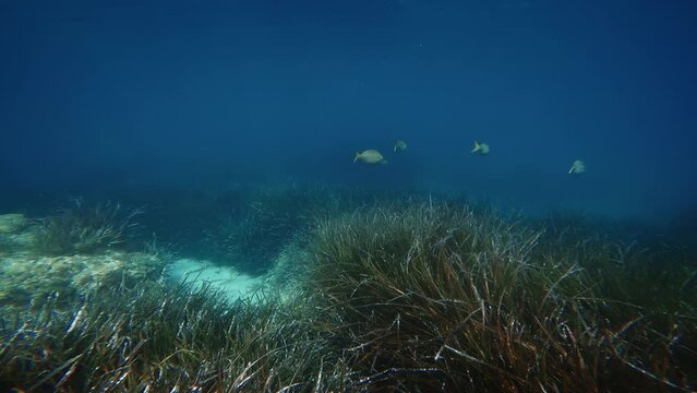 fish swim among the seaweeds