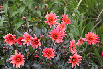 Dahlia 'Waltzing Mathilda' in flower.