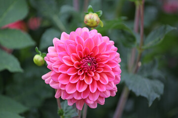 Dahlia 'Salmon Runner' in flower