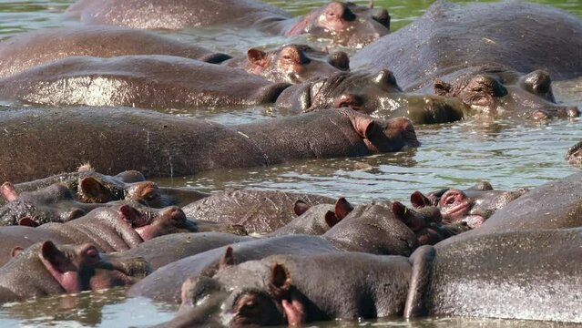 A large group of hippos are swimming in a pond. Close-up of muzzle of swimming hippos in Ngorongoro National Park, Africa