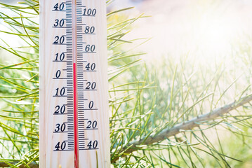 Thermometer on weather shows low temperatures in fahrenheit or celsius with pretty green colors of coniferous tree in spring.
