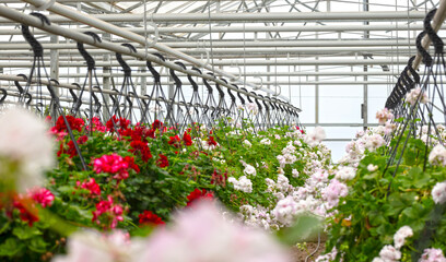 Bromeliad flower and Orchid nursery farm ornamental and flower green plant growing and hanging in the garden greenhouse under roof