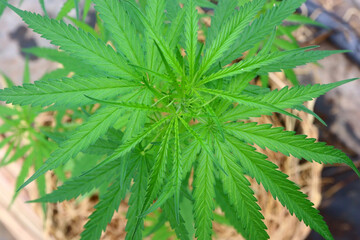 cannabis plants, young marijuana leaf