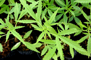 cannabis plants, young marijuana leaf