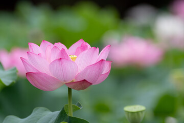 Obraz premium 蓮の花