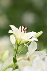 Fototapeta premium 白いユリの花